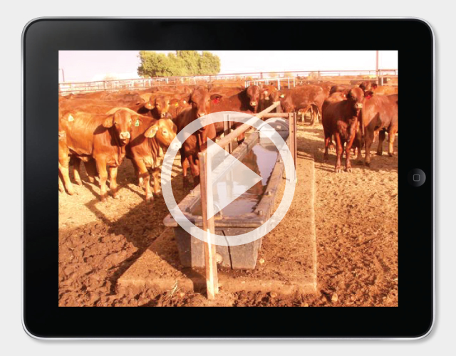 Long MegaTrough Video